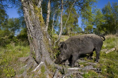 What is the best calibre for wild boar? What is the minimum. Is there a close season for this quarry and do I need to amend my firearms certificate? Wild Boar Recipes, Wild Boars, Wild Boar Hunting, Feral Pig, Boar Hunting, Wild Pig, Dangerous Animals, Wild Game, Wild Boar