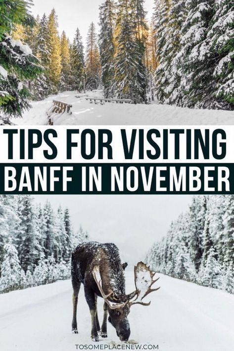 Banff in November Winter Activities | November Canada Travel Banff tips | Banff winter things to do | Banff Winter Alberta Canada | Banff Winter sleigh rides, dogsledding | Banff Winter Activities lakes frozen and national parks | Things to do in Banff Winter | Banff Travel tips #banff #wintertravel #canadatravel #canada  Tips for visiting Banff in November Travel Banff, Banff Travel, Banff Winter, Things To Do In Banff, Canada Banff, November Activities, Sleigh Rides, Winter Things, Canada Travel Guide