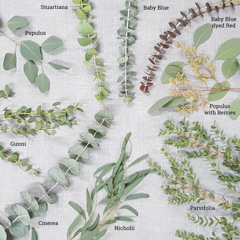 Eucalyptus Types, Pretty Flower Names, Types Of Eucalyptus, Bush Medicine, Foliage Arrangements, Fancy Flowers, Australian Native Flowers, Winter Bouquet, Australian Native Plants