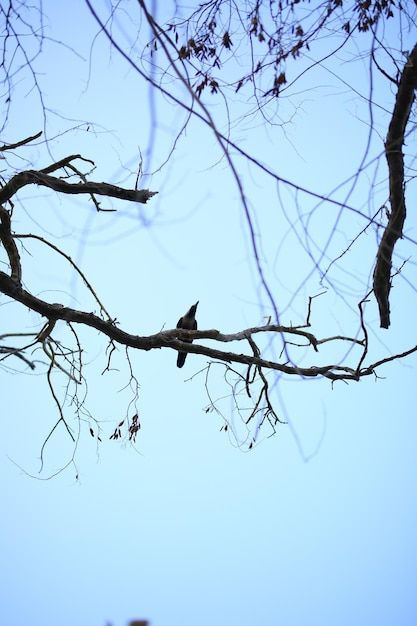 Tree Branches Photography, Bare Tree, Bird On Branch, Tree Silhouette, Day And Time, Tree Branch, Mobile Photography, Vector Photo, Black Bird