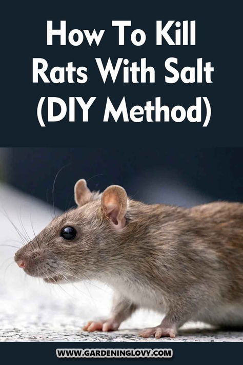 Rats are unwanted guests in your yard and house, just like chipmunks. Find out how to kill rats with salt in few steps, Homemade Rat Poison, Get Rid Of Groundhogs, Killing Flies, Killing Rats, Get Rid Of Rats, Spider Killer, Rat Care, Rat Infestation, Getting Rid Of Rats