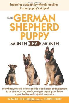 German Shepherd Breeders, German Shepherd Training, Puppy Stages, Tiny Creatures, Dachshund Funny, Dog German, German Shepherd Puppy, Black German Shepherd, German Shepards