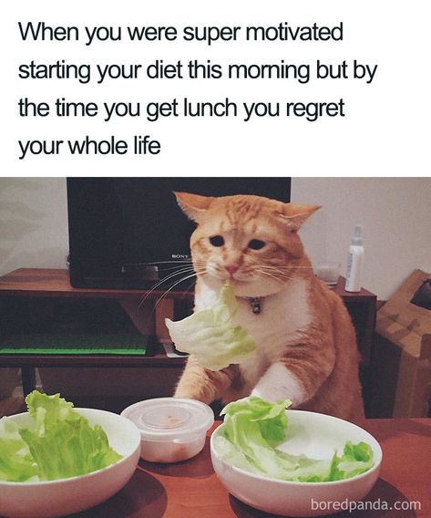 30 Of The Funniest Weight Loss And Diet Memes Weight Lifting Memes, Lifting Memes, Memes Funny Hilarious, Diet Meme, Gatos Cool, Diet Humor, Memes In Real Life, Food Memes, Clean Memes