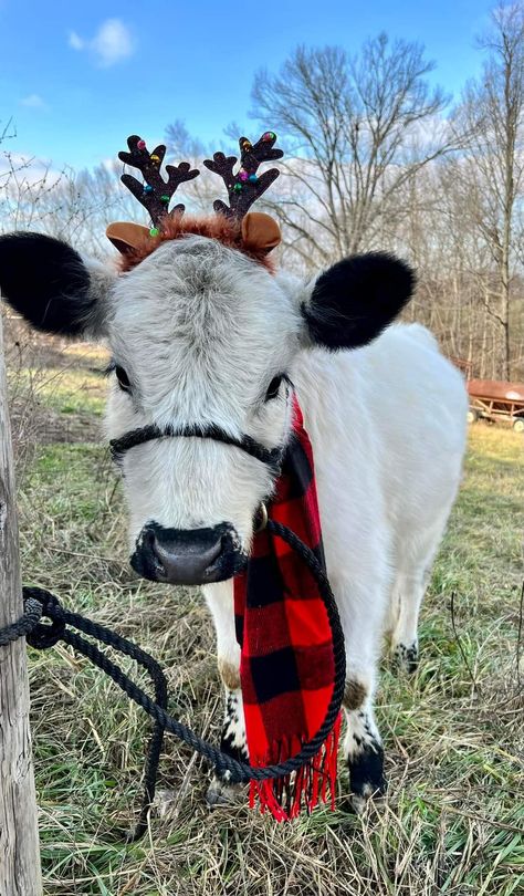 Christmas Highland Cow Wallpaper, Highland Cow Christmas Wallpaper, Christmas Cows, Katt Grejer, Horse Riding Quotes, Cute Horse Pictures, Baby Farm Animals, Fluffy Cows