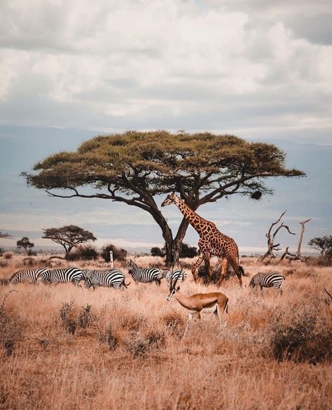 Fly Dubai, African Animals Photography, African Wildlife Photography, Africa Kenya, Beautiful Wildlife, Tanzania Africa, Kenya Safari, Tanzania Safari, Paradise Beach