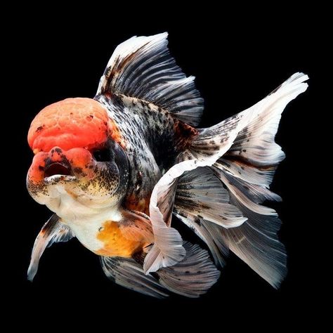 Black Goldfish, Goldfish Tattoo, Diy Ponds Backyard, Oranda Goldfish, Fantail Goldfish, Oscar Fish, Ikan Air Tawar, Goldfish Tank, Goldfish Pond