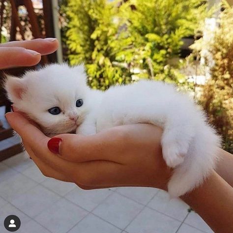 White Kitten, Kittens, Nails, Red, Blue, White