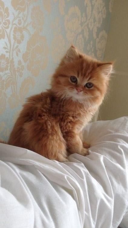 Fluffy Kittens, Cute Small Animals, Cute Little Kittens, Orange Cats, Cute Animal Photos, Cute Cats And Kittens, Funny Cute Cats, Cute Cats And Dogs