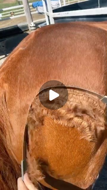 RELAXIFY | Oddly Satisfying on Instagram: "Why is this so oddly satisfying 🤩😦

📹: @rubymacarthurhorses

#oddlysatisfying #oddlysatisfyingvideo #satisfying #cool #horses #horseriding #reels #reelsinsta" Most Satisfying Video, Satisfying Videos, Oddly Satisfying Videos, Oddly Satisfying, Satisfying Video, April 22, Horses, Animals, On Instagram