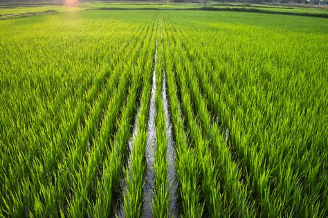 Rice Farm, Rice Farming, Rice Plant, Architecture Design Presentation, Sustainable Food Systems, Modern Farmer, African Paintings, Plant Nutrients, Roof Architecture