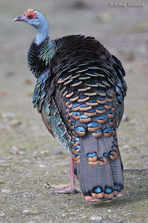 Ocellated Turkey, Tikal, Guatemala, March 2015 - click for larger image November Drawings, Types Of Turkey Breeds, Turkey Animal Aesthetic, Turkey Bird Photography, Turkey Animal, Heritage Turkey Breeds, Ocellated Turkey, Gamebirds, Turkey Bird