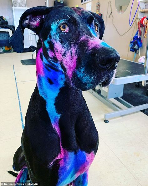 Dog Influencer, Dog Hair Dye, Dog Dye, Psychiatric Service Dog, Dog Grooming Styles, Creative Grooming, Dog Spa, Dog Grooming Salons, Instagram Dog