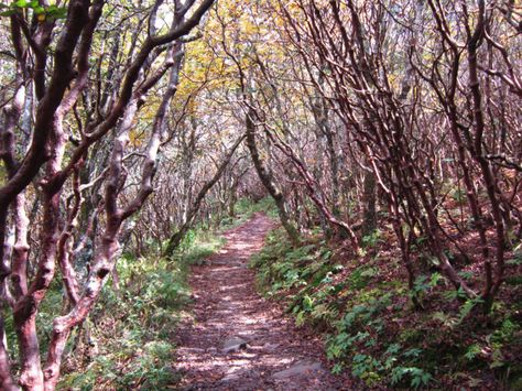 10 Easy Hikes To Add To Your Outdoor Bucket List In North Carolina Hikes In North Carolina, North Carolina Attractions, Craggy Gardens, Purple Wildflowers, Pisgah National Forest, Gorgeous Scenery, Carolina Beach, Asheville North Carolina, Black Mountain