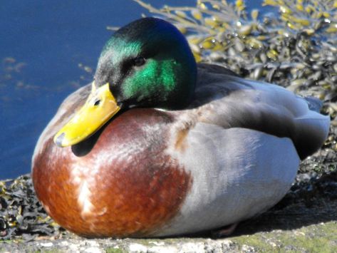 A mallard duck sits on a rock, soaking up the sun. Duck Sitting, Sitting Duck, Types Of Animals, Mallard Duck, Mallard, A Rock, Beautiful Birds, The Sun, Birds