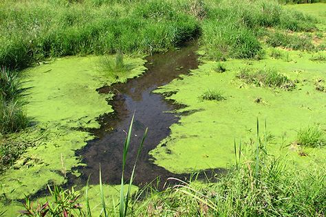 Animal Poison Control Alert: The Dangers of Blue-Green Algae Horse Water, Pollution Prevention, Blue Green Algae, Contaminated Water, Green Algae, Surface Water, Toxic Water, Water Sources, Dog Safety