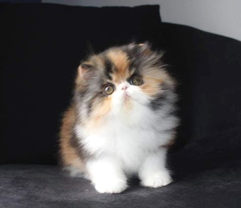 Persian Cats, Persian Kittens, Cute Little Kittens, Persian Cat, Cute Cats And Kittens, Cute Animal Pictures, Cute Kittens, Cute Cats And Dogs