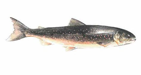 Arctic Char Arctic Char Fish, Kodiak Island, Arctic Char, Fish List, Continental Shelf, Seafood Market, Striped Bass, River Fishing, Types Of Fish