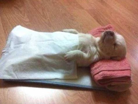 Exhausted But Still Adorable Animals (48 photos) Sleepy Dog, Sleepy Animals, Cutest Puppy Ever, Dog Humor, Cute Animal Pics, Cutest Puppy, Restorative Yoga, Top Memes, Animal Pics