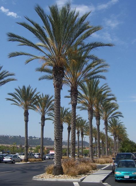 Date Palm (Phoenix Dactylifera) Qatar Landscape, Date Palm Tree, Phoenix Dactylifera, Date Palms, Palm Trees Landscaping, 29 Palms, Date Palm, Dark Tree, Street Trees