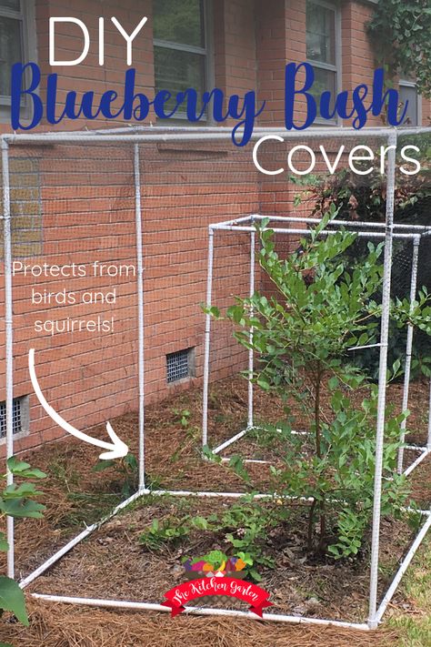 Protect blueberry bushes, tomato plants, or anything else you have growing from birds and squirrels with this easy to assemble covers. Using PVC and wildlife netting, create re-useable covers that will protect your harvest. Growing blueberry bushes | garden | fruit trees | fruit bushes | backyard | container garden How To Protect Blueberry Bushes, Protecting Blueberry Bushes, Garden Protection From Birds, How To Protect Blueberries From Birds, Fruit Tree Covers, Protecting Blueberries From Birds, Blueberry Garden Design, Protect Blueberry Bushes From Birds, Blueberry Bushes Growing