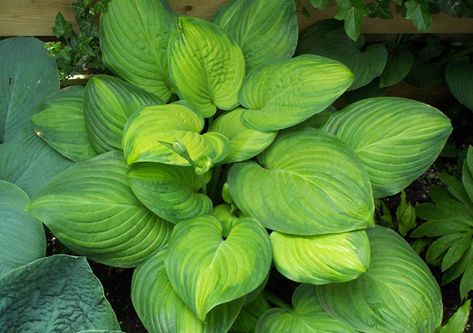 hosta guacamole | Golden Hosta Fried Guacamole, Guacamole Hosta, Hosta Guacamole, Single Dahlia, Dahlia Bulbs, Tuberous Begonia, Plantain Lily, Dahlia Tubers, Hosta Plants