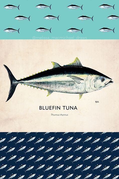 Tuna Fish Illustration, Tuna Tattoo, Bathymetric Map, Blue Fin Tuna, Illustration Fish, Surfboard Painting, Ocean Habitat, Seafood Sushi, Whale Art Print