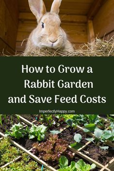 Raising Rabbits For Meat, Flemish Giant Rabbit, Rabbit Enclosure, Rabbit Habitat, Pet Rabbit Care, Rabbit Farm, Giant Rabbit, Rabbit Treats, Meat Rabbits