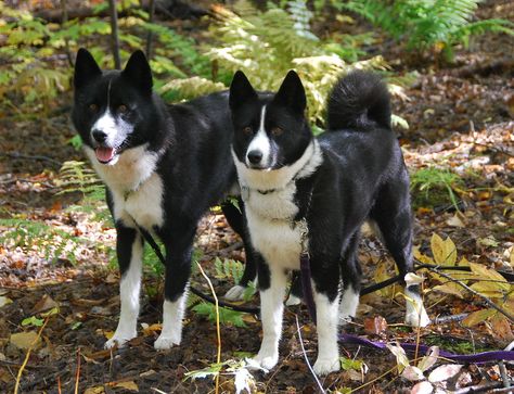 DSC_0288 | Sydan and Kesa, two of our Karelian Bear Dogs....… | Flickr Bear Dogs, Karelian Bear Dog, Beautiful Dog Breeds, Dog List, Bear Dog, Purebred Dogs, Dog Skin, Snow Dogs, Dog Drawing