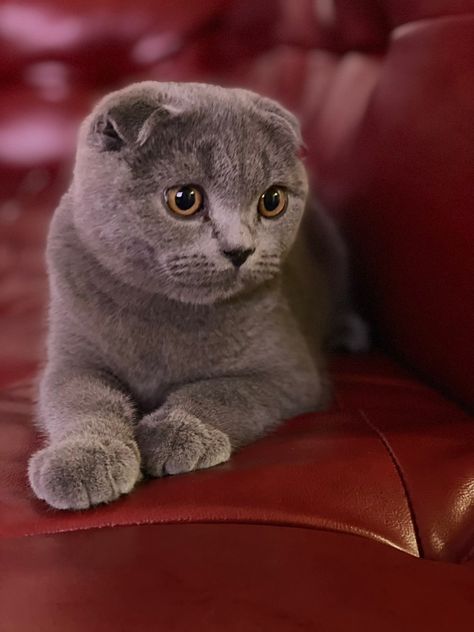 Scottish Fold Cat Grey, Gray Scottish Fold, Kitten Scottish Fold, Squishy Animals, Munchkin Cat Scottish Fold, Scottish Fold Kitten, Kittens For Sale Near Me, Scottish Fold Kittens, Cat Grey