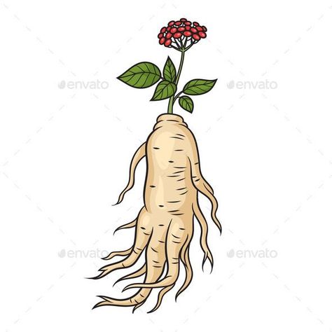 Ginseng Root Panax Medical Herb Plant Science Medical Herbs, Ginseng Root, Panax Ginseng, Educational Illustration, Plant Science, Medical Science, Planting Herbs, Vector Illustration, Herbs