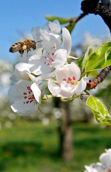 Poems About Spring, Bees In Flowers, Spring Poem, Spring Begins, Tree Poem, Apricot Blossom, Beginning Of Spring, Flora Flowers, Spring Morning