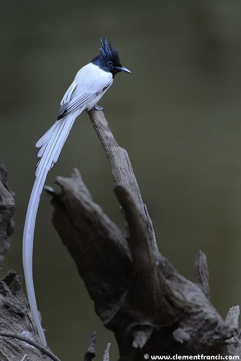 Paradise Flycatcher - Terpsiphone paradisi | Beautiful birds, Pet birds, Bird photography Paradise Flycatcher, Japanese Bird, Peacock Bird, Lovely Creatures, Rare Birds, White Bird, Photography Beautiful, Pretty Birds, Birds Eye View