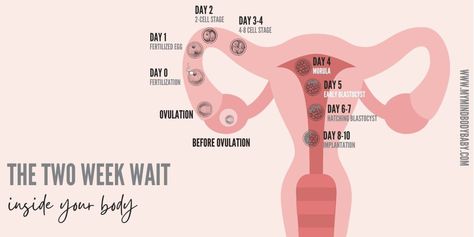 Implantation: How Does it Happen | Blog | myMindBodyBaby Embryo Implantation, Two Week Wait, Frozen Embryo Transfer, Ivf Pregnancy, Progesterone Levels, Ivf Success, Embryo Transfer, Estrogen Dominance, Fallopian Tubes