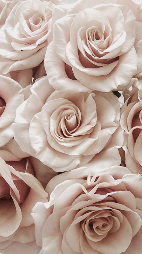 Roses Self Love Art, Beauty Affirmations, Powerful Phrases, Aesthetic Roses, Pretty Phone Wallpaper, Cream Aesthetic, Rose Beige, Apple Watch Wallpaper, Flower Phone Wallpaper