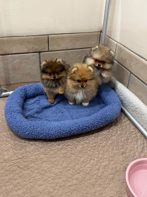 Pomeranian Aesthetic, Pomeranian Puppies For Free, Teddy Bear Pomeranian, Pomeranian Breeders, Pomeranian For Sale, Small Dog Tattoos, Pomeranian Puppies For Sale, Dog Print Tattoo, Puppy Litter