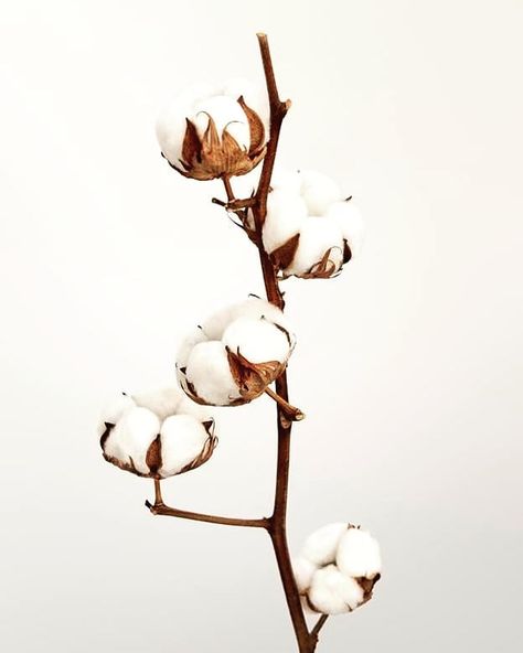 The Linen Press on Instagram: “🍃Beautiful and simplistic cotton flower. Did you know that all parts of the cotton plant is used, there is absolutely no waste. The fiber…” Winter Botanicals, Cotton Aesthetic, Cotton Bouquet, Linen Flower, Linen Press, Cotton Plant, Cotton Blossom, Cotton Flower, Plant Wallpaper