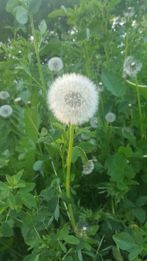 dandy lion in my grass Lion Flower, Dandy Lion, Flower Reference, Procreate Ideas, Ren Fair, Kitten Pictures, Natural Forms, Dandy, Flower Drawing