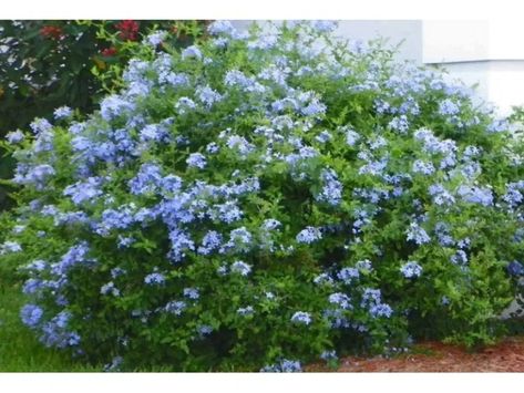 Meet plumbago, the blue jasmine for your yard and garden | My desired home Cape Plumbago, Plumbago Auriculata, Blue Plumbago, Royal Cape, Plants That Attract Butterflies, Florida Plants, Imperial Blue, Blue Cape, Miami Gardens