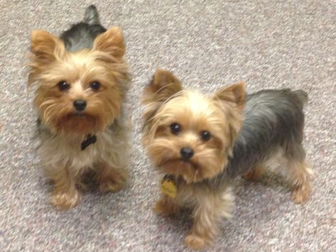 I get to work with these two adorable yorkies everyday.  They really are BFFs Top Dog Breeds, Yorkie Terrier, Cutest Puppies, Teacup Yorkie, Dog Pics, Tiny Puppies, Dream Dog, Yorkshire Terriers, Yorkie Dogs