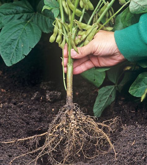 Doubling nitrogen fixation in soybeans could boost yields, reduce fertilizer need. Mechthild Tegeder, a Washington State University biologist, designed a novel way to increase the flow of nitrogen from specialized bacteria in soybean root nodules to the seed-producing organs. She and Amanda Carter, a biological sciences graduate student, found the increased rate of nitrogen transport kicked the plants into overdrive. Yet another way genetic modification could save human lives. Planting Beans, Corn And Squash, Genetic Modification, Nitrogen Fixation, Genetic Engineering, Graduate Student, Washington State University, Science Biology, Genetically Modified