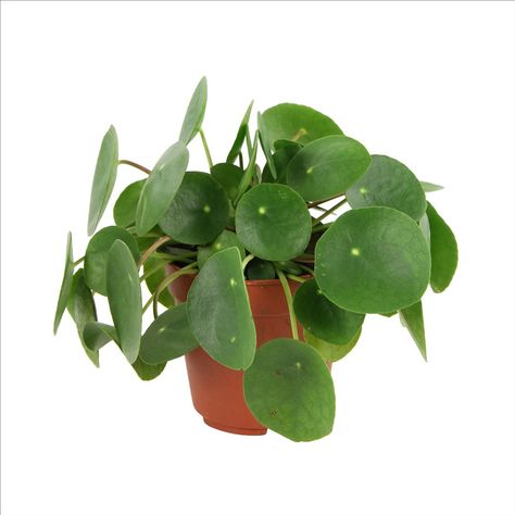 Chinese Money Tree, China Pot, German Names, Household Plants, Pilea Peperomioides, Ficus Elastica, Money Tree, Unusual Plants, Money Trees