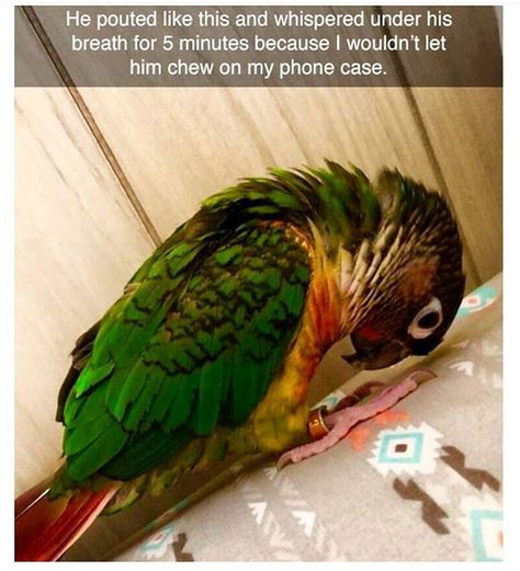 Just 19 Hilarious Bird Memes That Will Make You Fly Photos Funny, Funny Animal Memes, Cute Animal Pictures, Funny Animal Pictures, Funny Animal, Cocker Spaniel, Memes Funny, Animal Lovers, Animal Memes