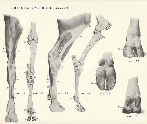 legs Cow Legs Drawing, Bull Anatomy, How To Draw Cow, Hoof Anatomy, Cow Anatomy, Draw Cow, Cow Hoof, Cow Hooves, Christmas Cows