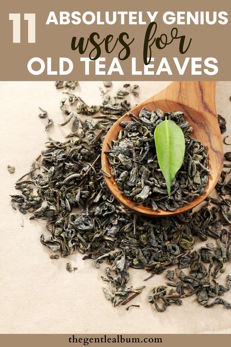 repurpose old tea leaves Used Tea Leaves, What To Do With Used Tea Leaves, Olive Leaf Tea, Diy Tea Bags, Herbal Tea Garden, Fresh Tea, Used Tea Bags, Leaf Projects, Instant Tea