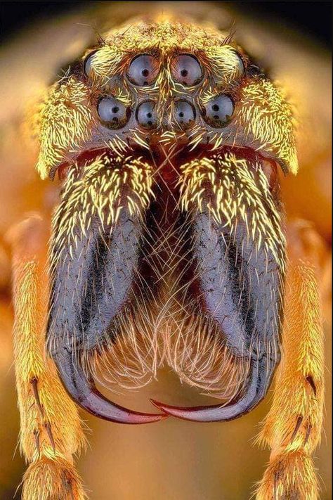 Spider Face, Macro Photography Insects, Close Up Art, Monster Movie, Microscopic Photography, Cool Insects, Insect Photography, Cool Bugs, Jumping Spider