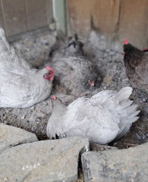 Build a BETTER Dust Bath for your Chickens - Fresh Eggs Daily® Dust Bath Container Ideas, Chicken Dirt Bath, Diy Dust Bath, Chicken Dust Bath Ideas, Chicken Dust Bath, Dust Bath For Chickens, Polish Chicken, Natural Insecticide, Dust Bath