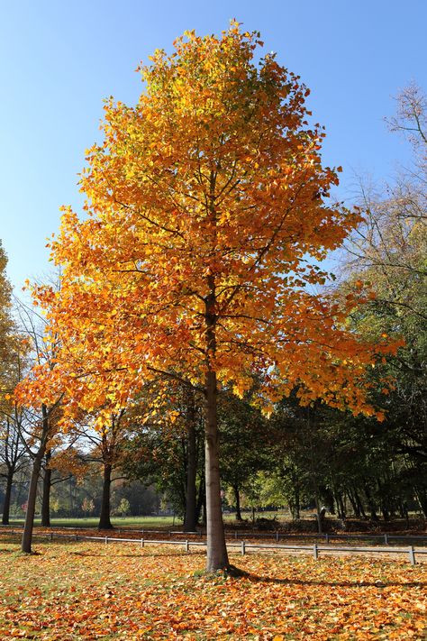 The 15 Best Trees for Backyard Landscaping - Bob Vila Yellow Fall Trees, Autumn Brilliance Serviceberry Tree, Best Trees For Backyard, Autumn Blaze Maple Tree, Trees For Backyard, Oak Trees Landscaping, Best Shade Trees, Tulip Poplar Tree, Autumn Blaze Maple