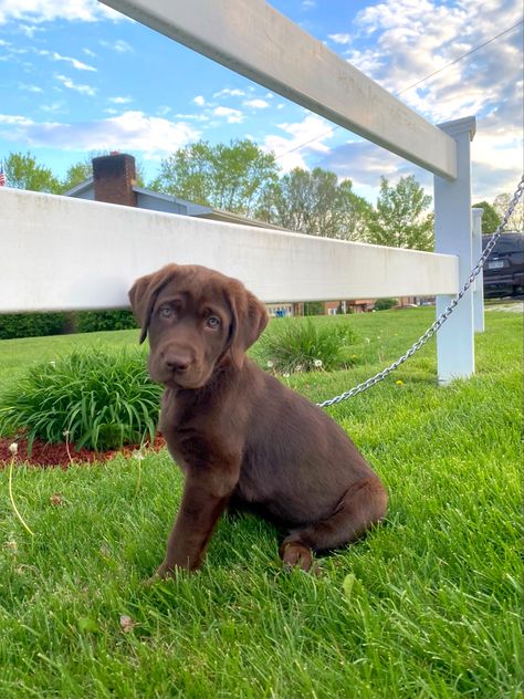 Chocolate Lab Chocolate Lab Dog, Chocolate Lab Puppy, Chocolate Lab Puppies, Lab Dog, Lab Puppy, Lab Dogs, Lab Puppies, Chocolate Lab, Dog Puppy