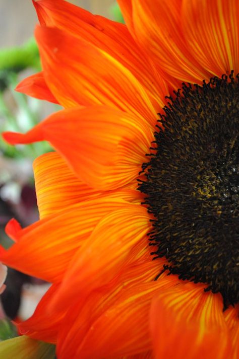 Symbol of Energy Orange is a combination of the physical energy of Red and the cheerfulness of Yellow and it offers us the emotional strength to bounce back from disappointments and grief. Orange Sunflowers, Fleur Orange, Orange You Glad, Back To Nature, Shades Of Orange, Beautiful Blooms, Flower Field, Orange Flowers, Love Flowers