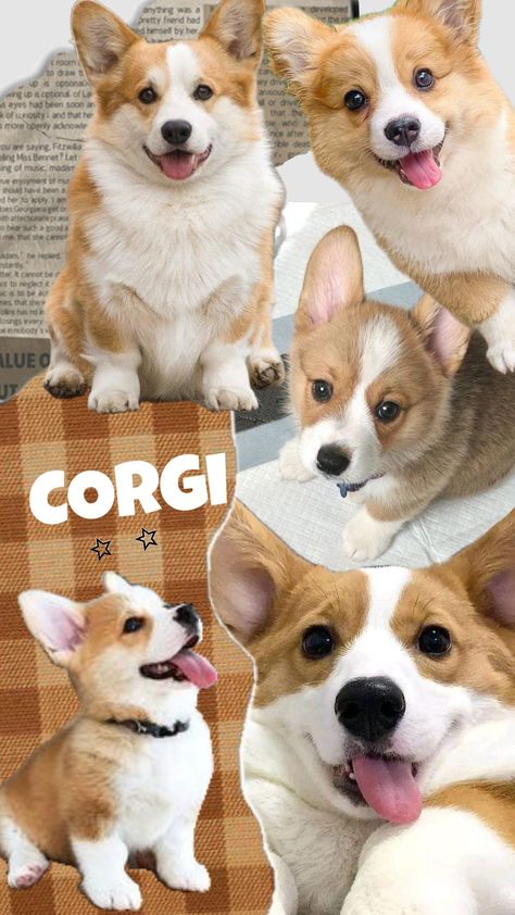 #corgi Corgi Dog Aesthetic, Doggie Corgi Wallpaper, Corgi Wallpaper Iphone, Corgi Aesthetic, Funny Corgi Pictures, Corgi Wallpaper, Cute Corgi Puppy, Cutest Puppy Ever, Corgi Dogs